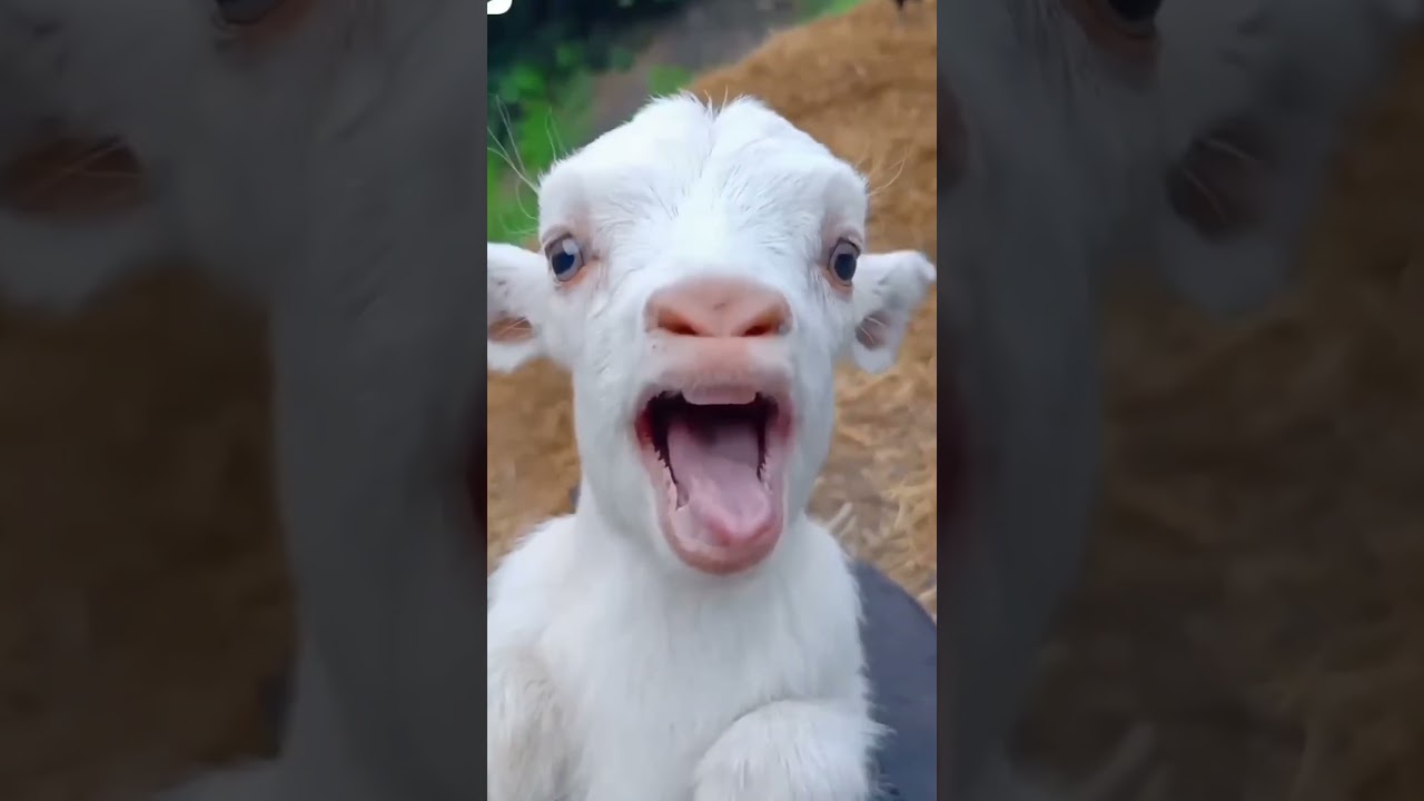 تربية الاغنام | ماع ماع | ياغنماتي | goat | معزة كيوت |  تربية الحيوانات