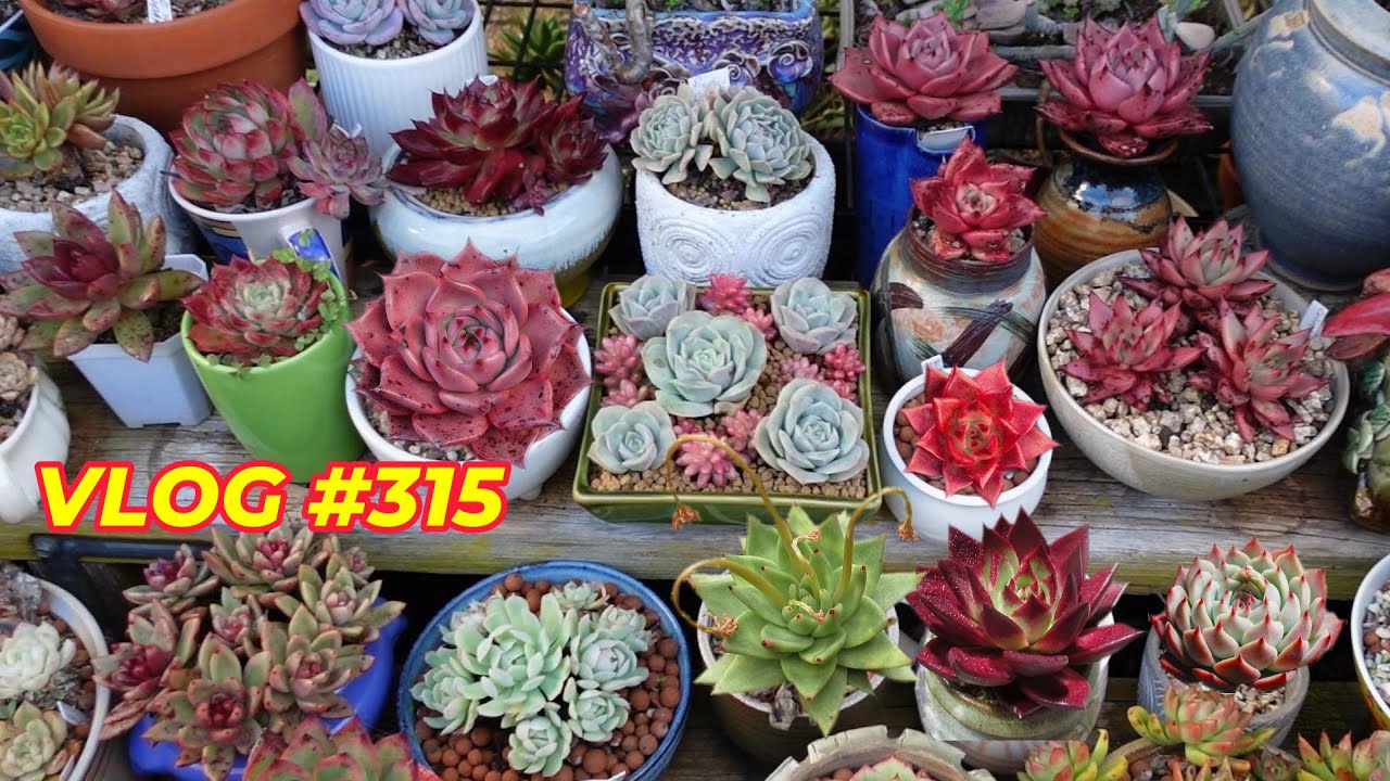 Why Echeveria Agavoides is Hard to Identify | VLOG #315