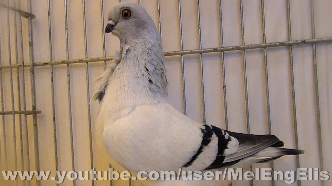 Best of Pigeons Cravat&eacute;s Italiens - Italian Owl Pigeon - Italienisches M&ouml;vchentauben
