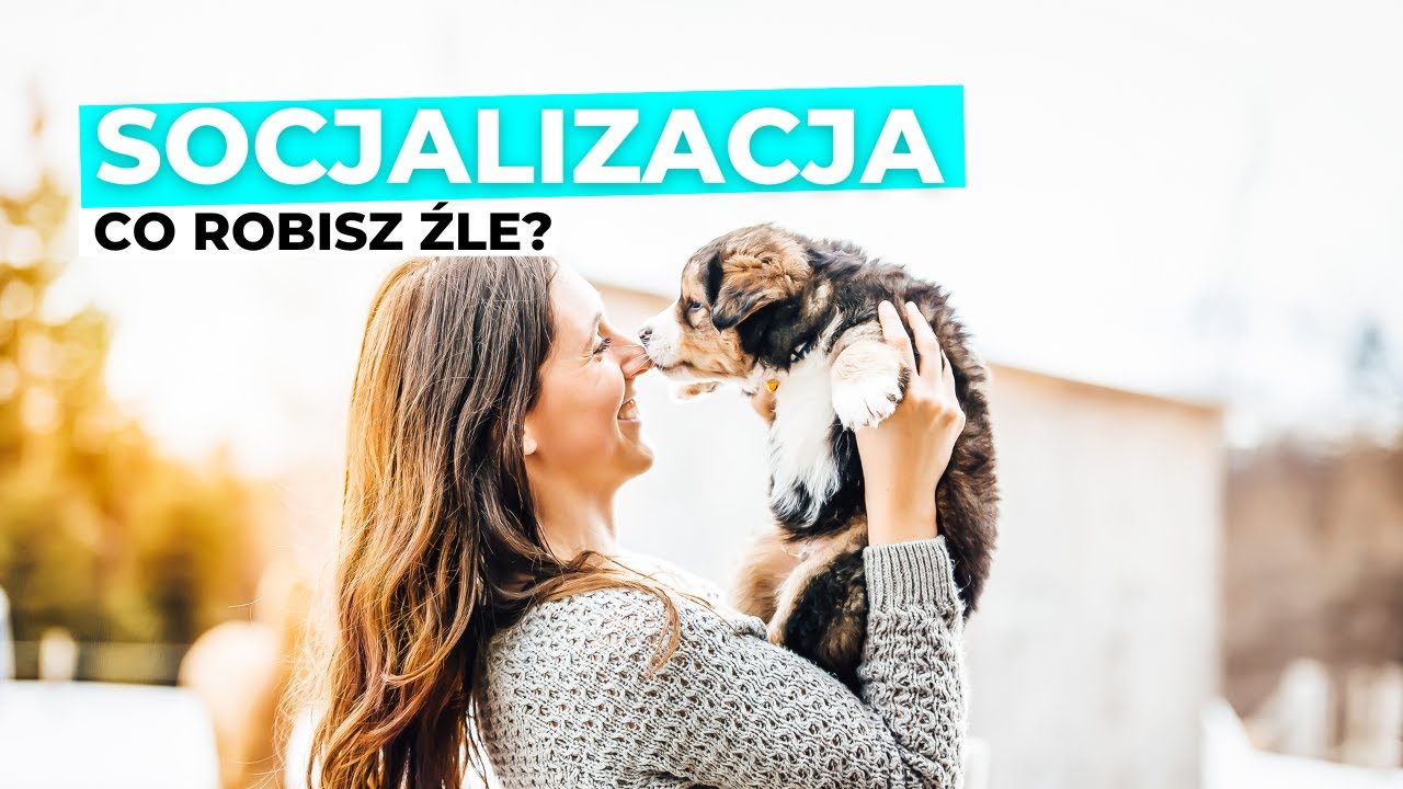 Najczęstsze błędy w socjalizacji SZCZENIAKA