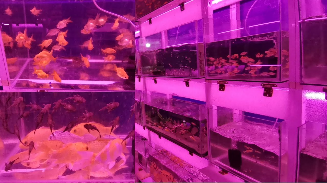 Saudi arabia jeddah aquarium gold fish shop সৌদি আরব জেদ্দা অ্যাকুরিয়াম সোনালি মাছের দোকান