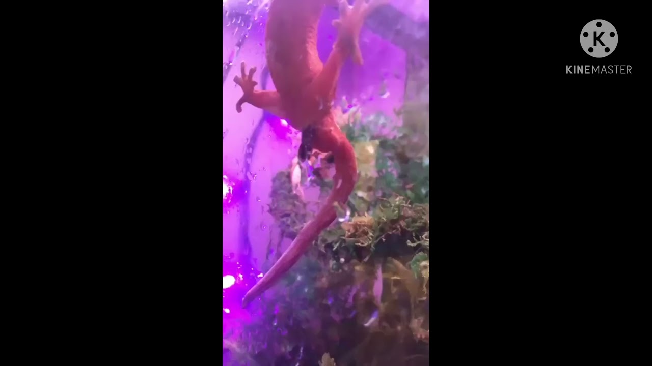 gecko meme compilation