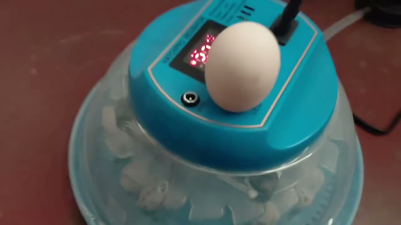 Inside the Egg Looks Like a Galaxy! 🌌 | Egg Candling After 7 Days | Apna Chidiya Ghar