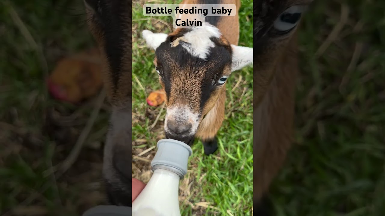CUTE BABIES GOATS! Bottle feeding the babies now into week 3. 