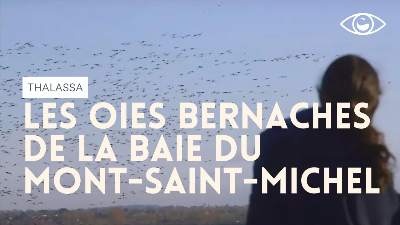 Les oies bernaches de la baie du Mont-Saint-Michel - Thalassa