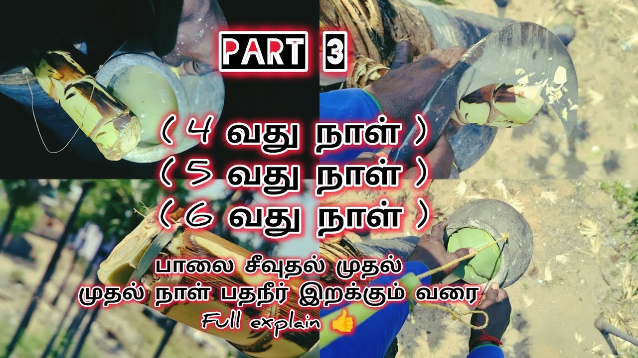 part:3(4 வது நாள்,5 வது நாள்,6 வது நாள்)பாலை சீவுதல் முதல் முதல் நாள் பதநீர்இறக்கும் வரை full video👍