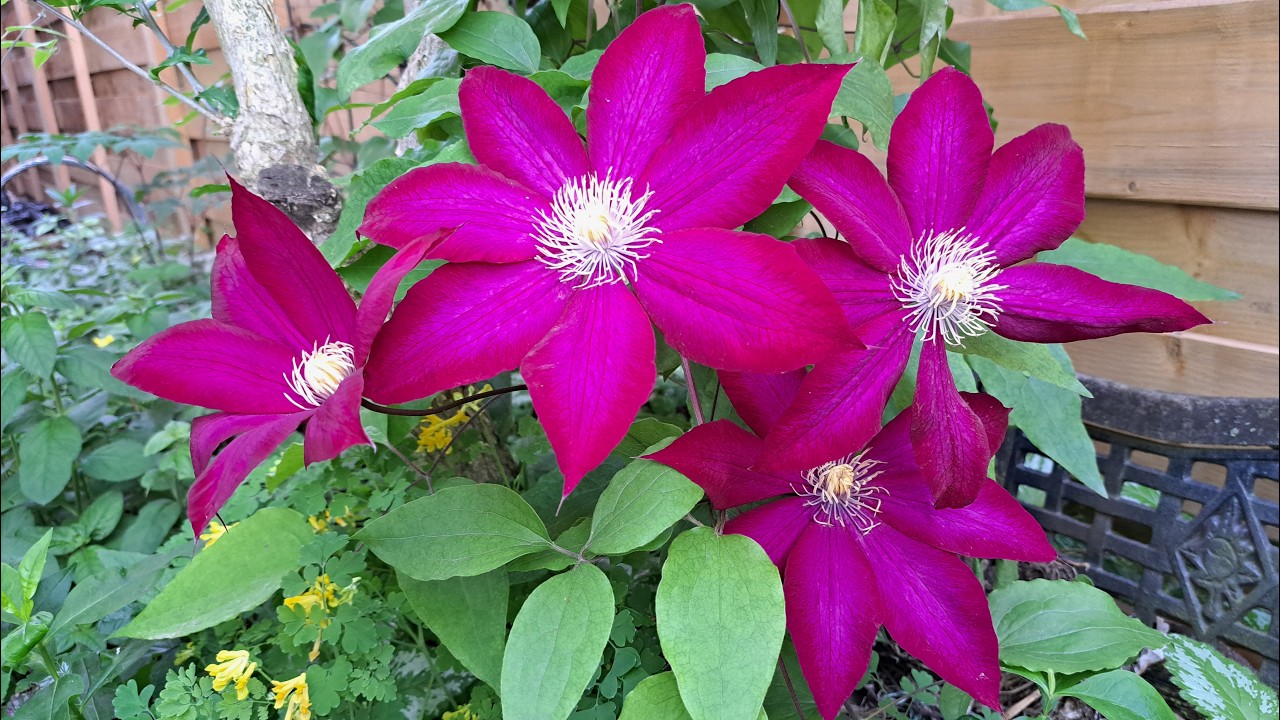 Spring to Summer Garden Season Tour