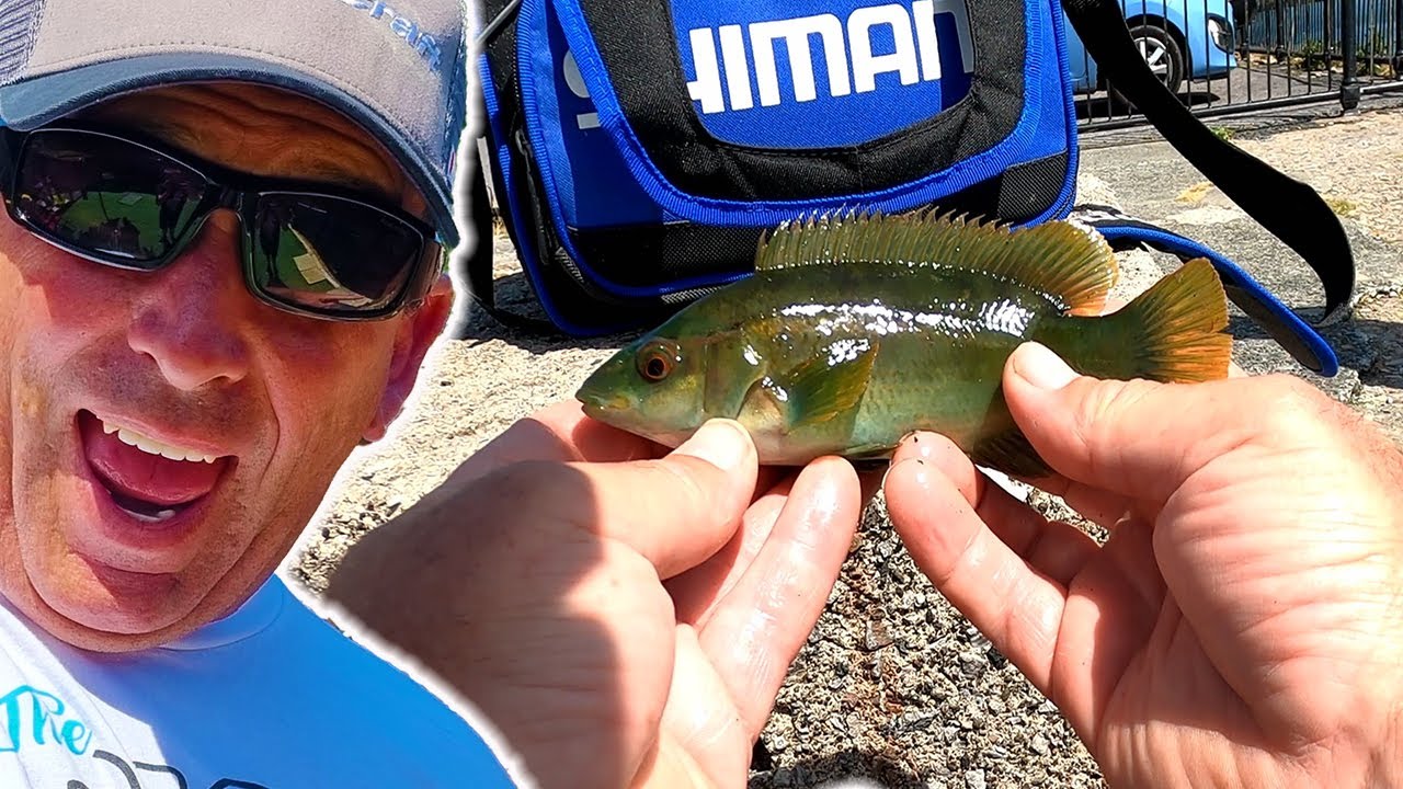 LRF Fishing Competition | Light Gear Fishing  UK