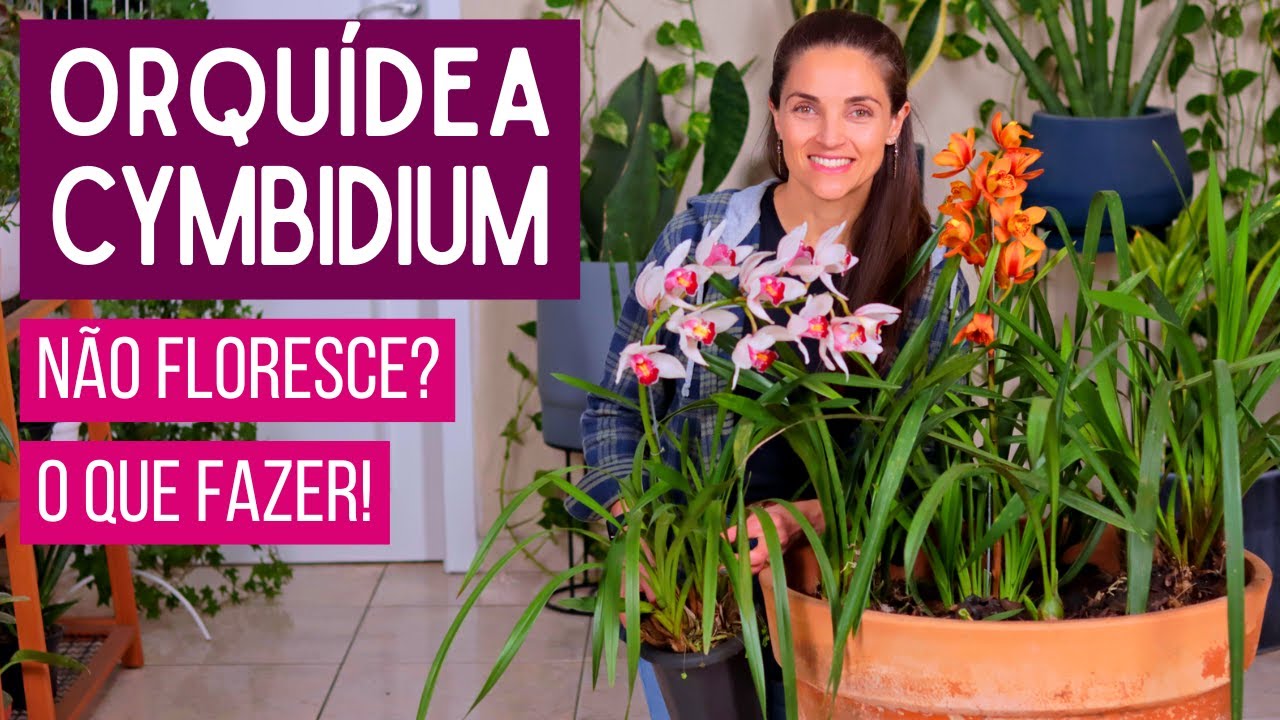 Por que sua Orquídea Cymbidium NÃO FLORESCE? Replante + Dicas Infalíveis