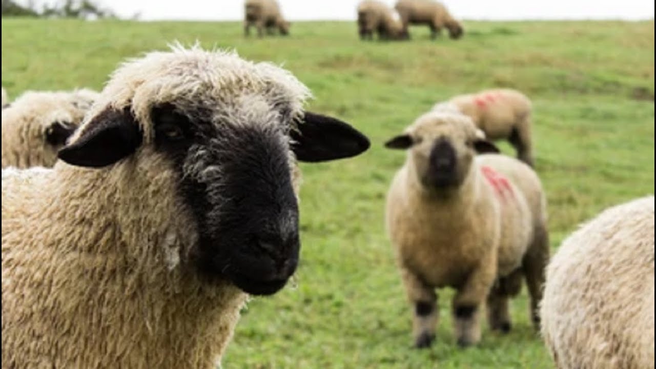 The Best sheep Breed In The World | Hampshire Sheep | Highest Wool Producing Sheep In World |
