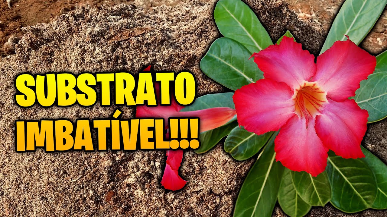 SUBSTRATO ECONÔMICO para ROSA DO DESERTO 🌵 | Receita SIMPLES, BARATA e PODEROSA!