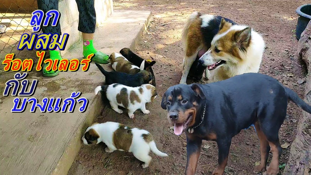 เอาลูกร็อตไวเลอร์ผสมพันธุ์กันกับบางแก้วมาให้ดูกันครับ