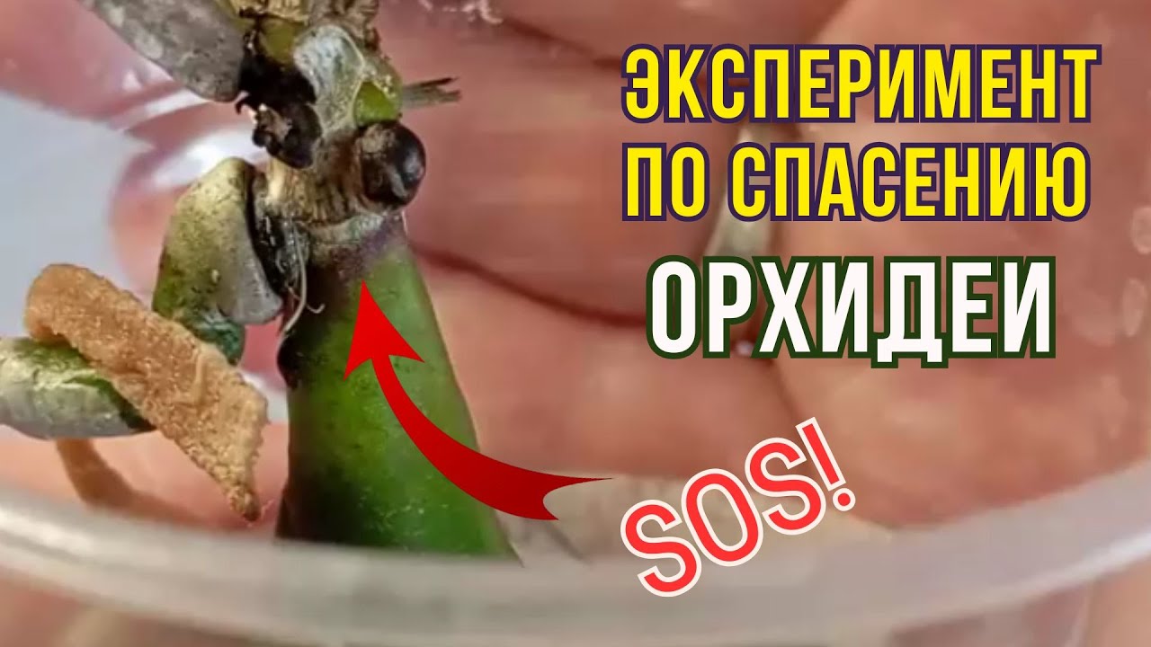 Как спасти орхидею (начало фузариоза, один корень) / Эксперимент
