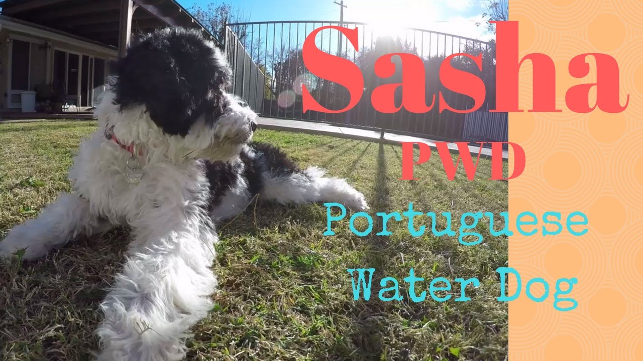 She's growing fast!  Sasha PWD - Portuguese Water Dog