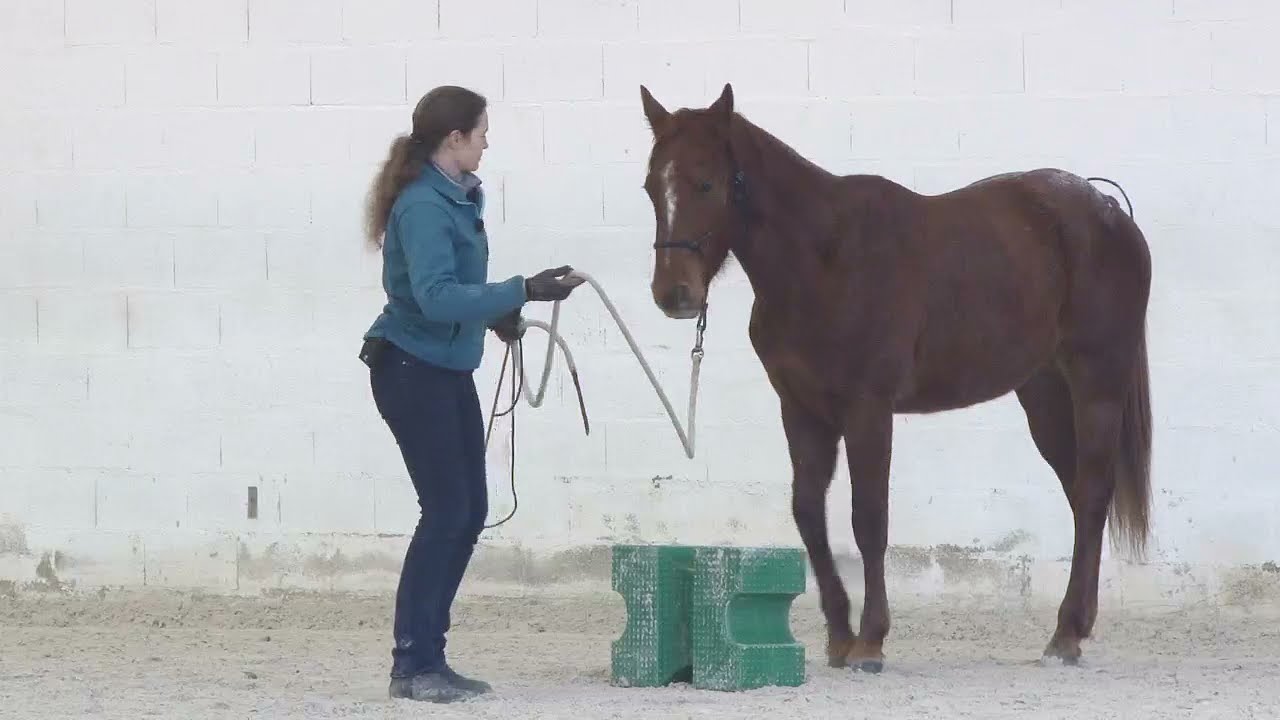 How to introduce a nervous youngster to a new arena