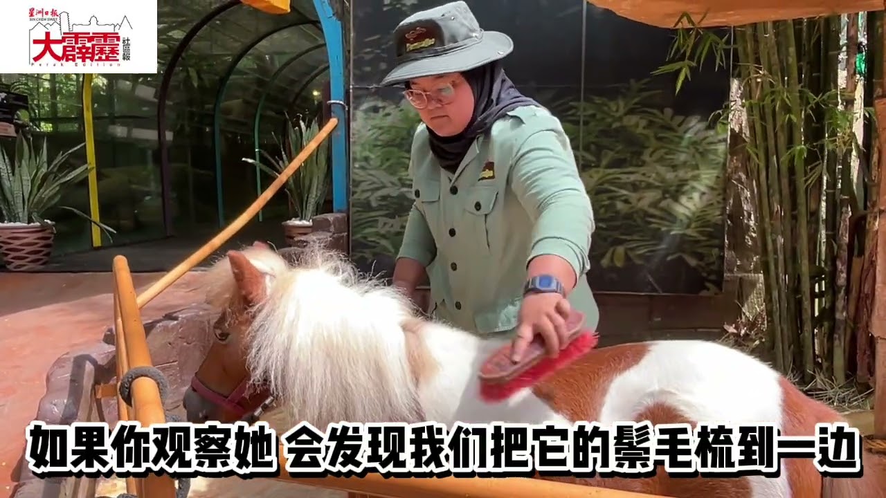 迷失乐园治愈担当 迷你马帕奇展反差魅力