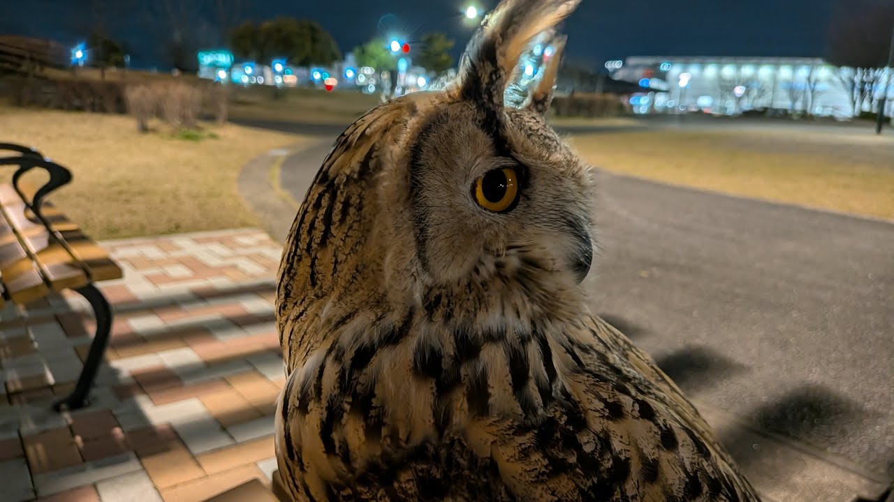 フクロウと夜の公園で過ごす