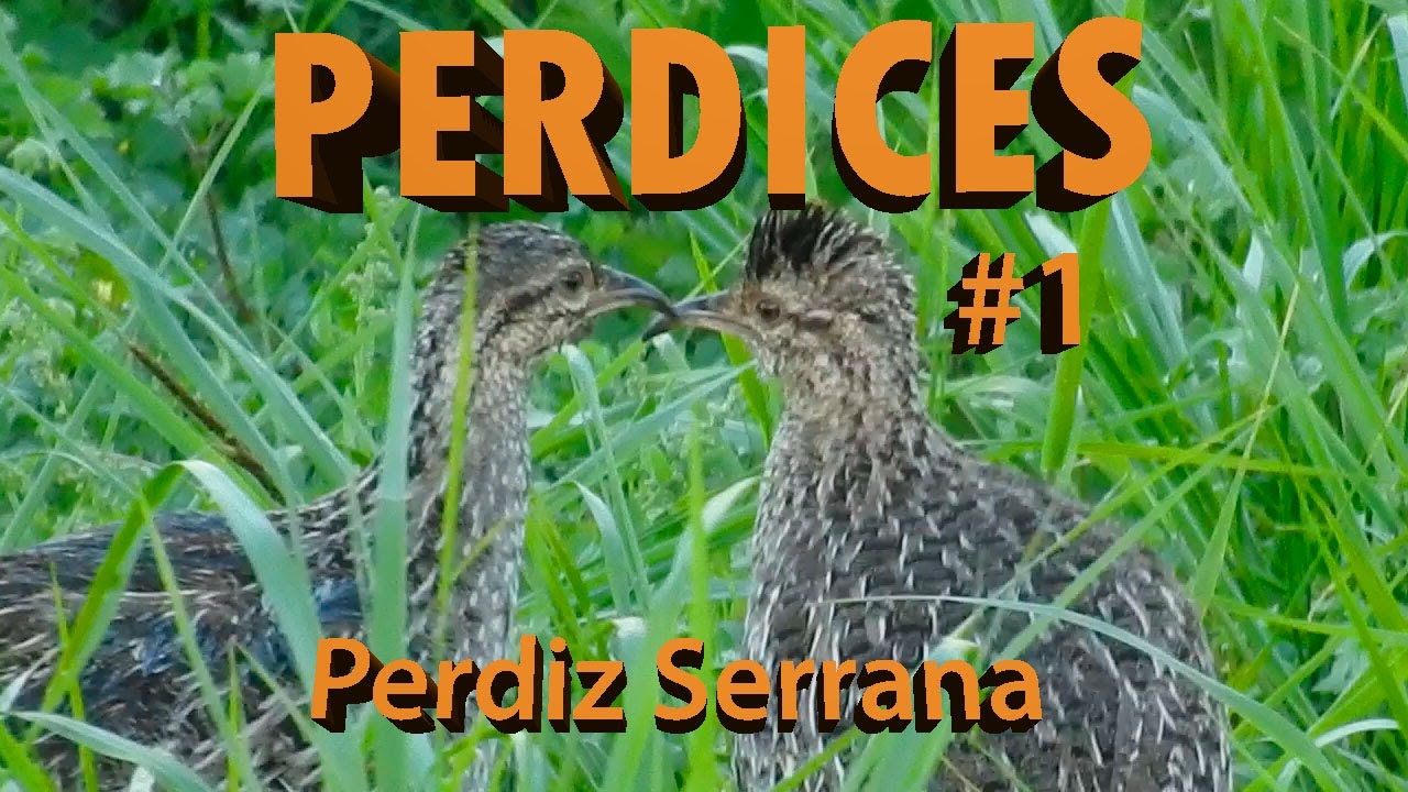 Comieron PERDICES y vivieron felices/La PERDIZ Serrana o INAMBU SILBON
