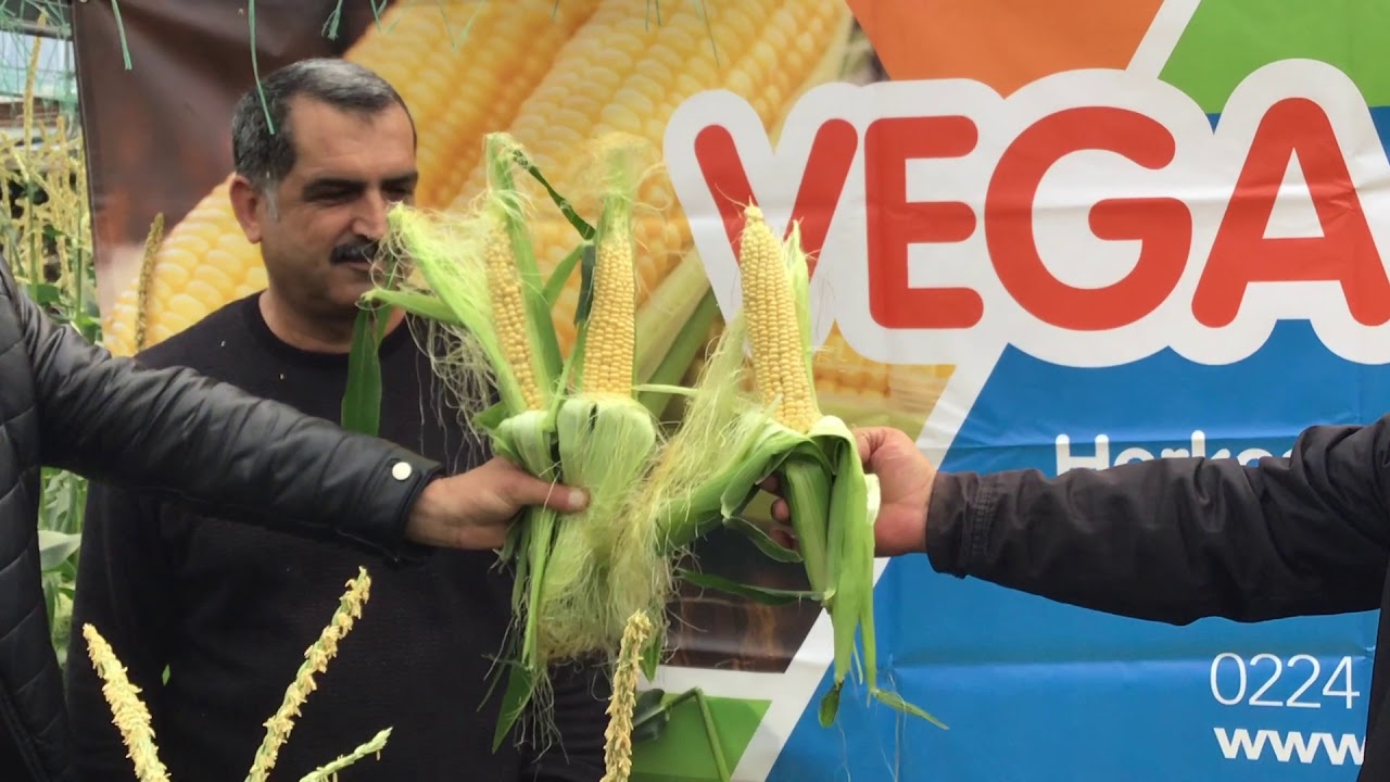 Yüksek Verimli Süper Tatlı Mısır Vega F1