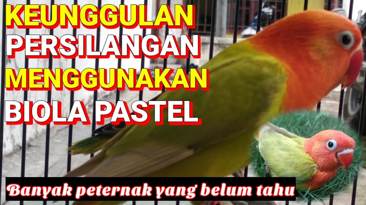 Keunggulan persilangan Lovebird biola pastel yang orang lain belum ada yang tau