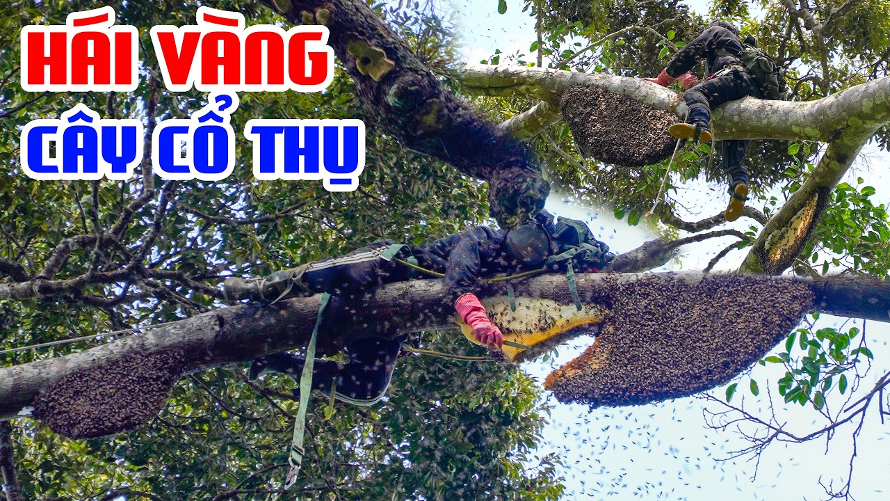 Ăn Những Tổ Ong Khủng Trên Cây Cổ Thụ, Vượt 500Km Bắt Ong - Phần 2