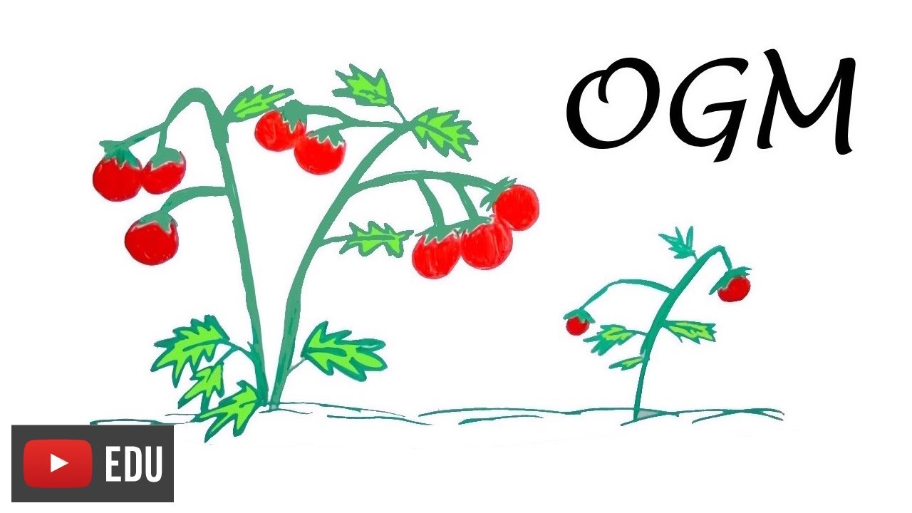 Melhoramento genético de plantas! | 