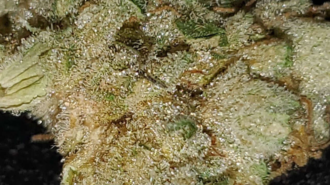 A STICKY BUD.