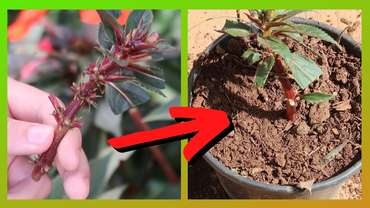 Como fazer ESTAQUIA (CORRETAMENTE) | Reprodução por estacas | Como fazer mudas de SUNPATIENS