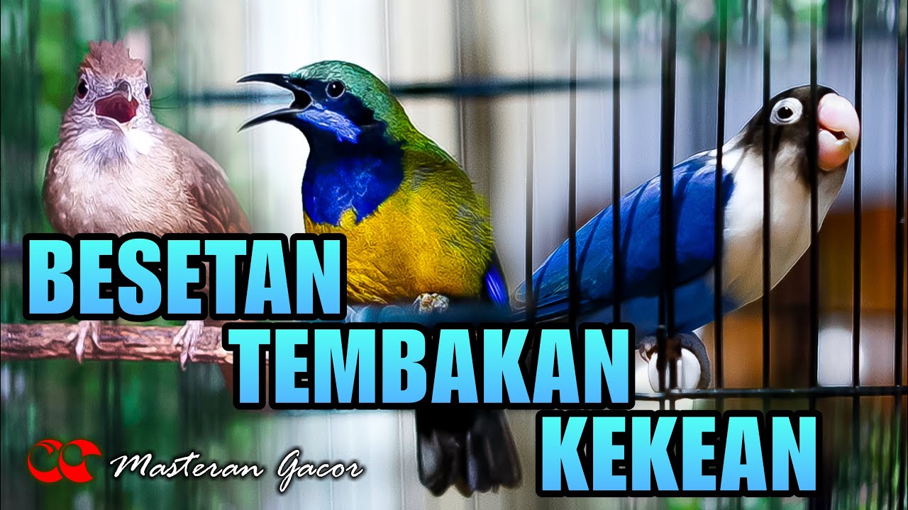 KAPAS TEMBAK-CUCAK CUNGKOK-LOVEBIRD ! MASTERAN FULL TEMBAKAN GACOR AUDIO JERNIH COCOK BUAT MURAI