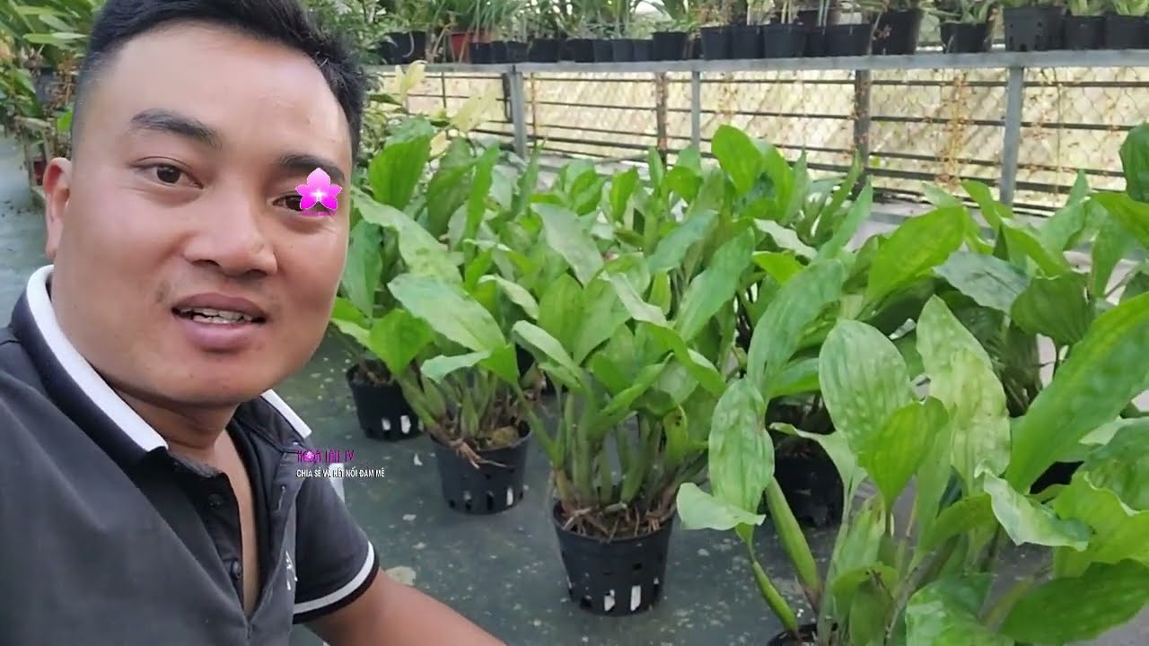 Trồng và Chăm Sóc Lan Thanh Đạm Indo | Chia sẻ của NGUYỄN NGỌC HÀ #vienmansongtv