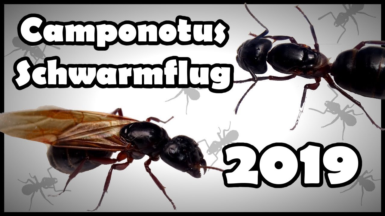 Ameisenkönigin fangen - Camponotus herculeanus Schwarmflug 2019