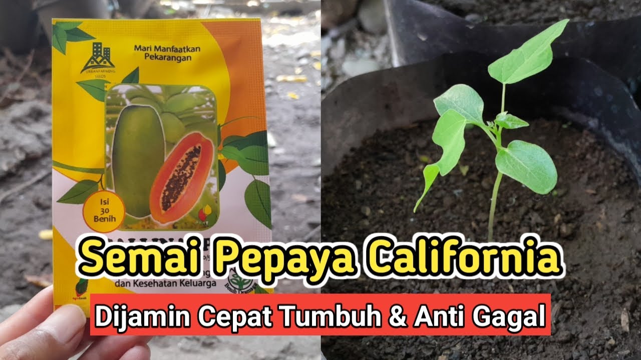 Cara Semai Biji Pepaya California Agar Cepat Tumbuh Dan Berbuah Lebat! Anti Gagal 100% Berhasil!