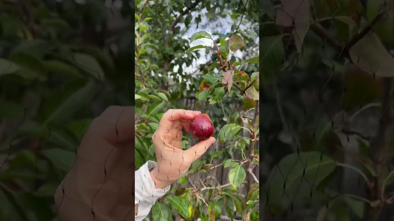 Collected the rest of #Barlett and #Seckel #pears in my #garden - September 2025