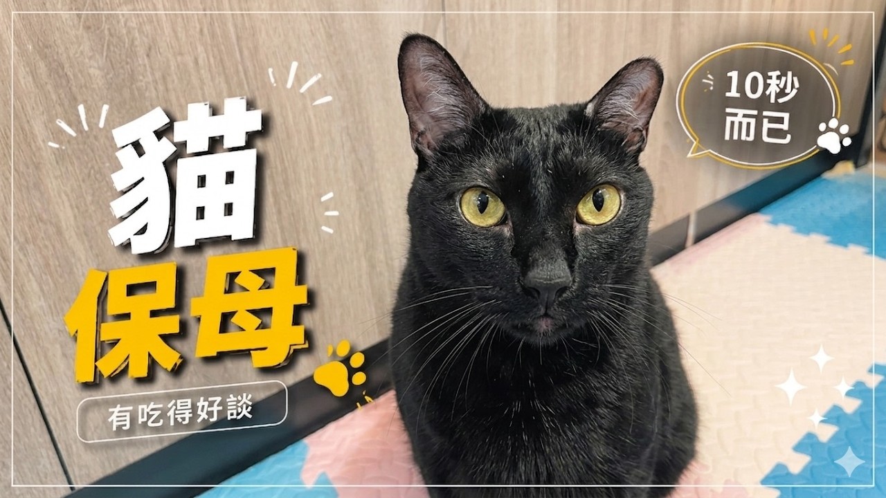 史上最敷衍保母，屁喵聞個手就打卡下班 : 罐頭哩?! | the laziest cat ever, just one sniff and ran for food | 真喵Show｜
