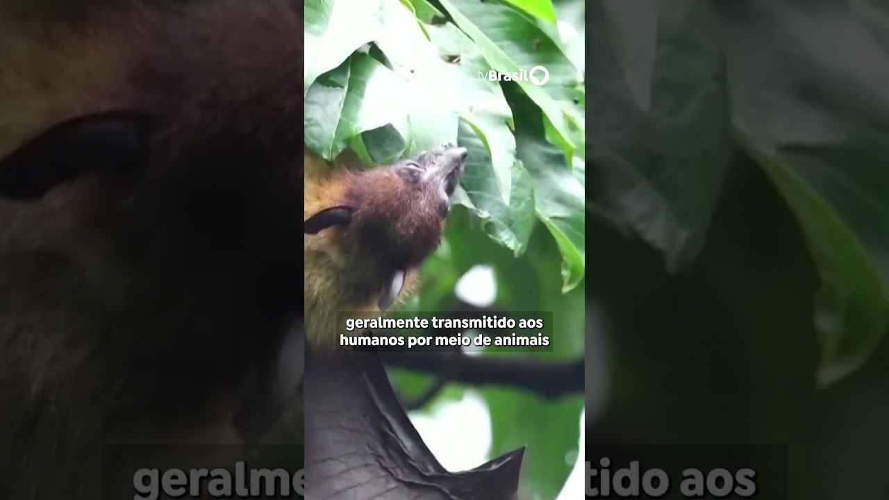 Índia confirma novos casos do vírus Nipah e gera alerta sanitário em toda a Ásia