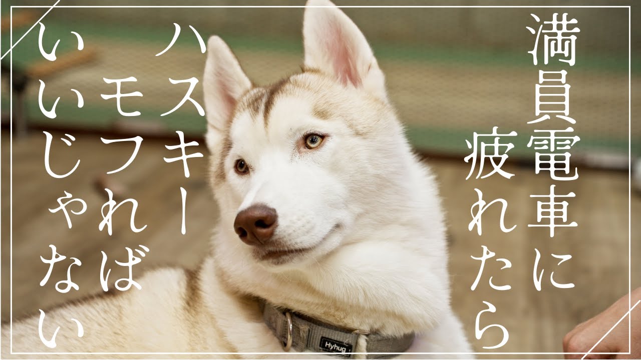 【癒やし】もふもふハスキーに囲まれてみた結果…天国でした｜ハスキーカフェ東京