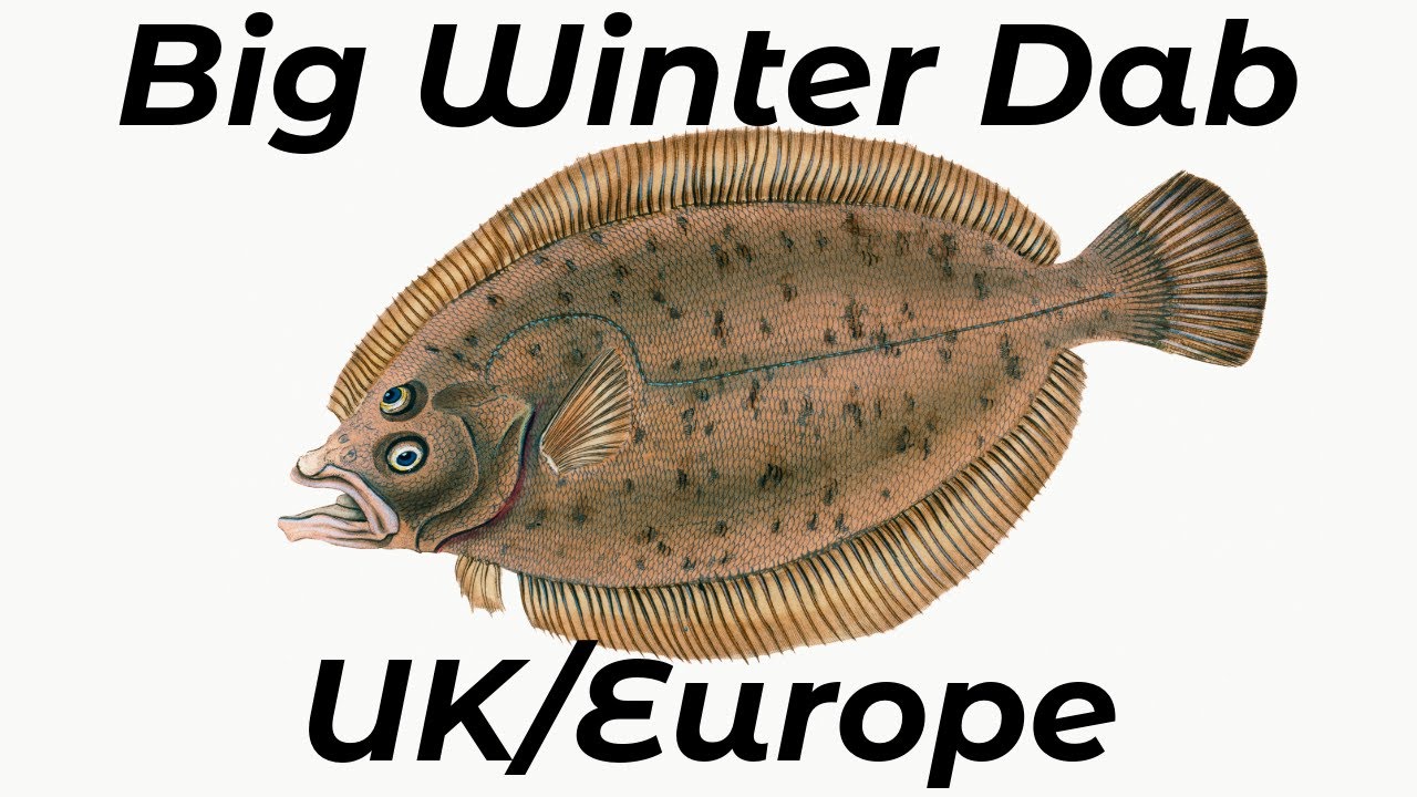 How To Catch Big Winter Dab - UK And Europe - Beginners And Improvers - Sea Fishing Tutorial