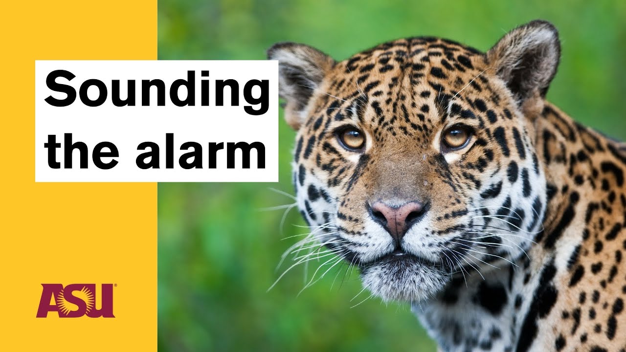 Sounding the alarm: A new defense for stopping poachers: Arizona State University (ASU)