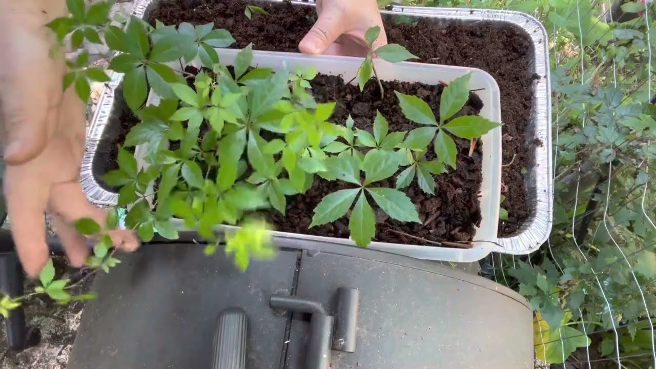 How to plant and grow Virginia creeper vine. Part 2 #howto #plants #vines