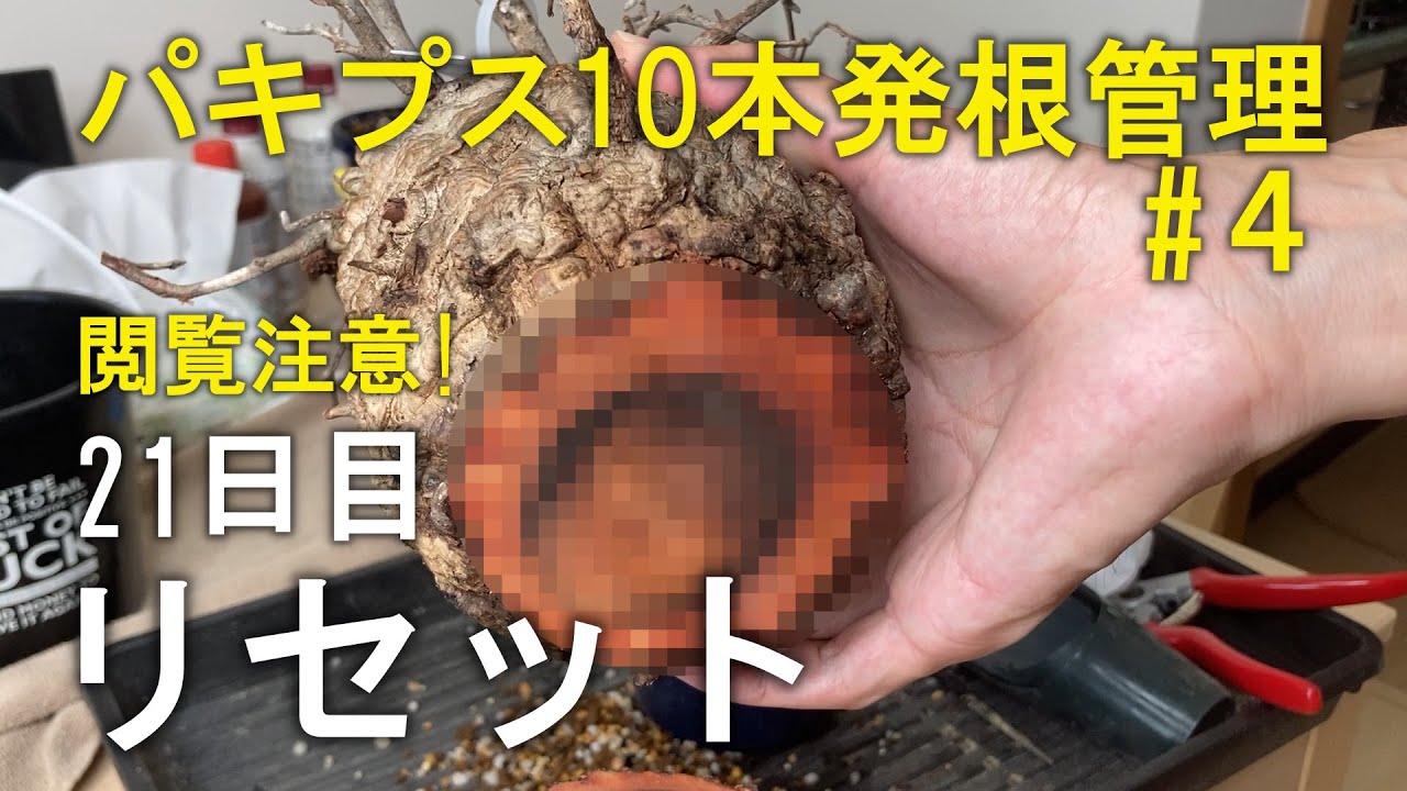 【21日目】パキプス10本を素人が発根管理したら！？④ リセット｜塊根植物
