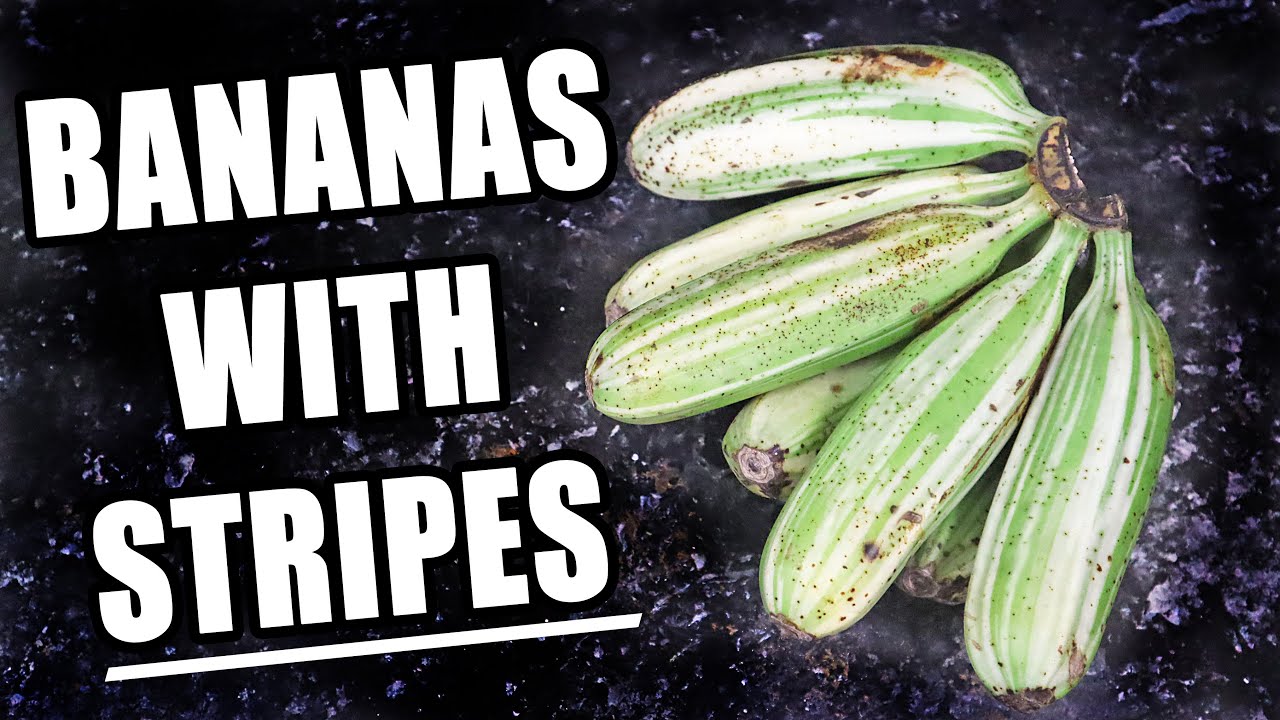 AE AE BANANA: The Banana With Stripes! (+ banana ketchup recipe!) - Weird Fruit Explorer