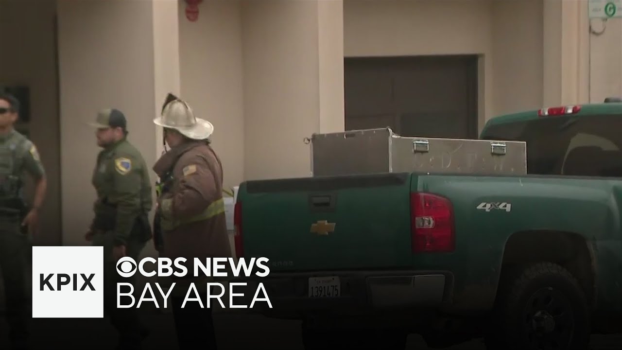 Crews capture mountain lion spotted in San Francisco's Pacific Heights neighborhood
