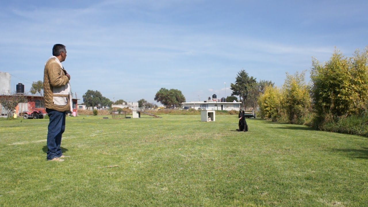 Perro de guardia y protección Airon 1