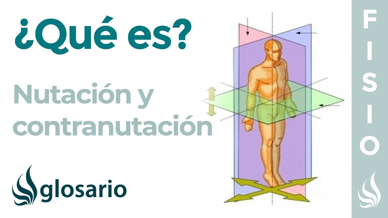 NUTACIÓN y CONTRANUTACIÓN | Qué es, qué parte del cuerpo realiza este movimiento y cómo se produce