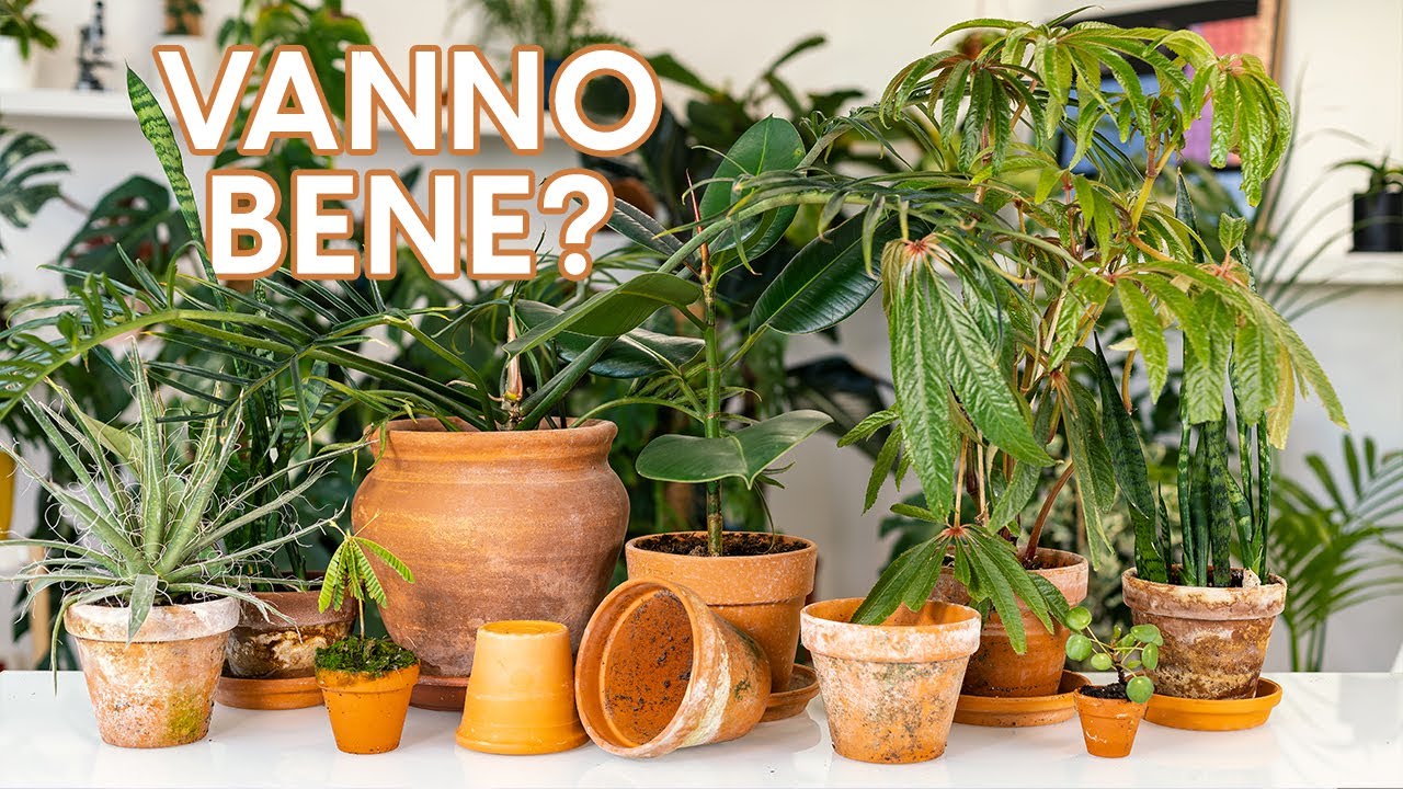 Vasi terracotta: quando e come usarli!