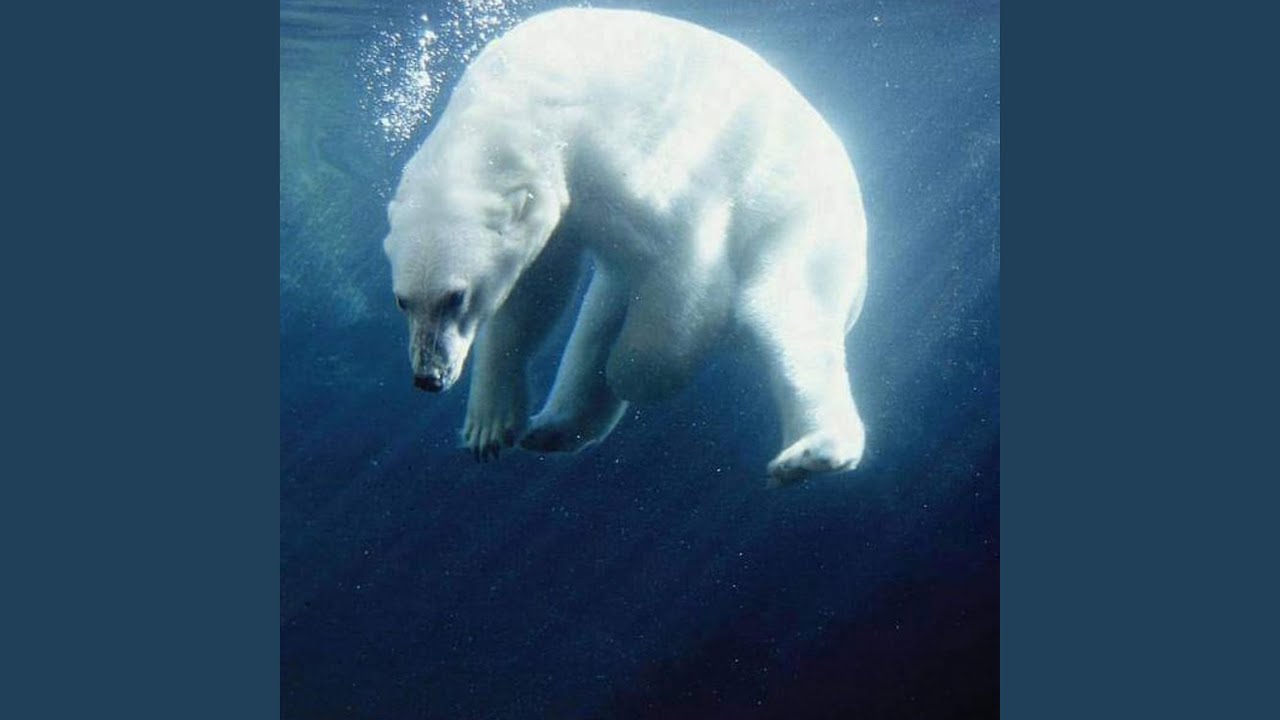 Urso Polar
