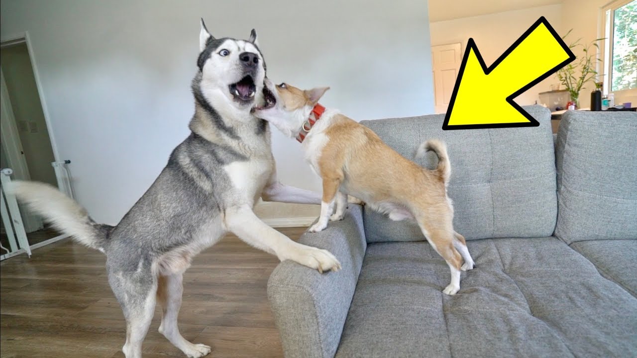 Husky vs Small 12 Pound Dog! (HILARIOUS)
