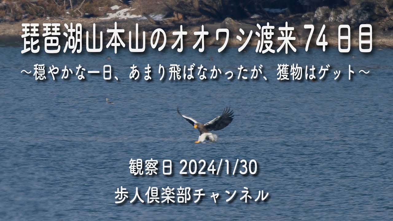 琵琶湖山本山のオオワシ渡来74日目2024年1月30日