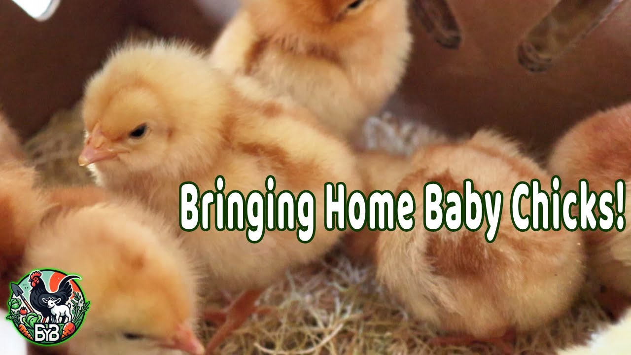 Bringing Home Baby Chicks! Brooder Setup | Day-Old Chick Pickup | First 24 Hours & Chick Care Tips