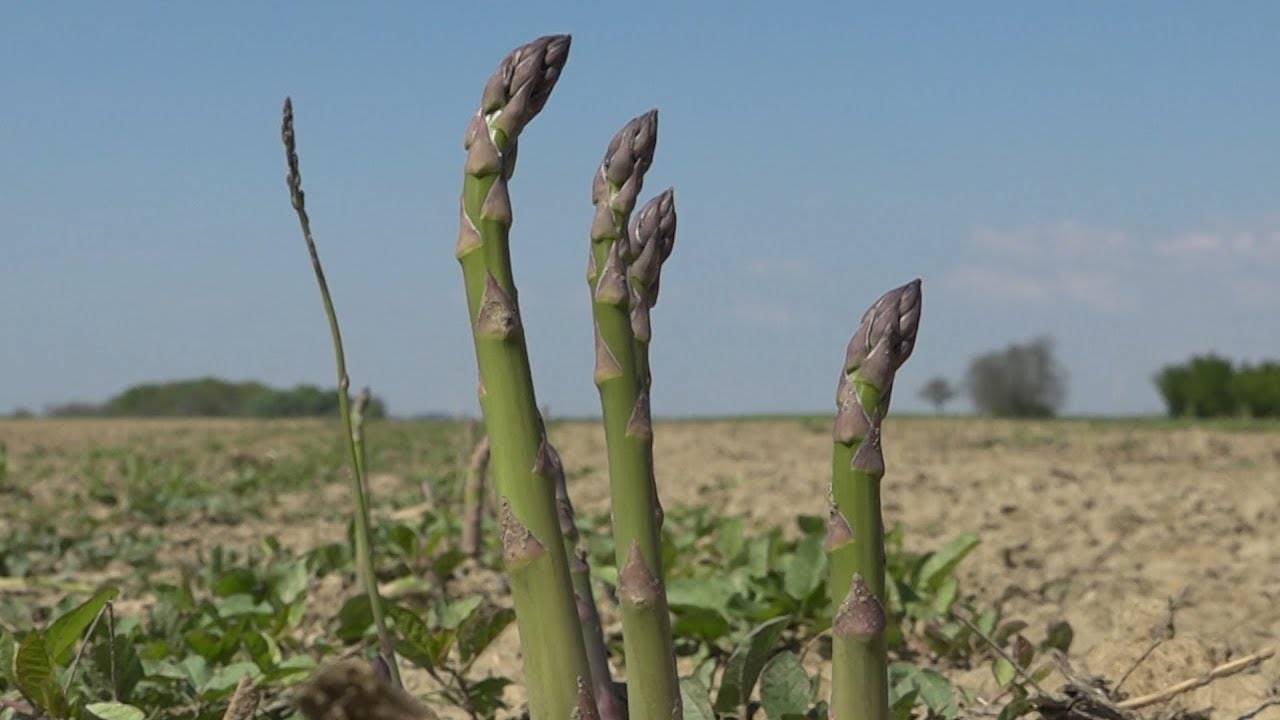 DRÁVATÁJ - A zöldségek királya